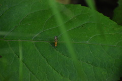 Tetanocera