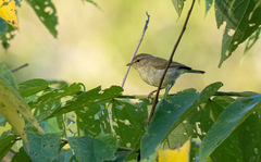Phylloscopus nigrorum