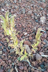 Phacelia serrata