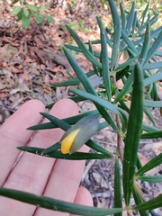 Gompholobium latifolium