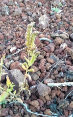 Phacelia serrata
