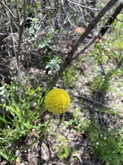 Craspedia variabilis