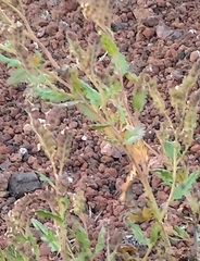 Phacelia serrata