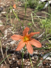 Moraea flaccida