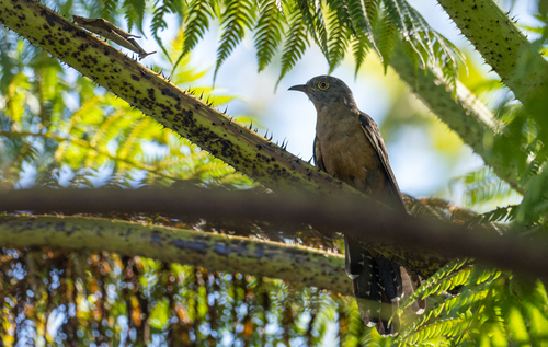 Sunda Brush Cuckoo (Cacomantis sepulcralis), photo 8
