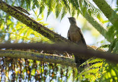 Cacomantis variolosus