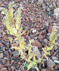 Phacelia serrata