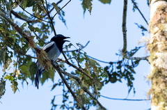 Malindangia mcgregori