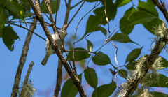 Phylloscopus nigrorum