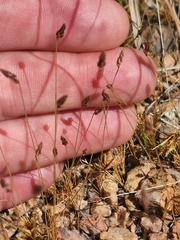 Bulbostylis capillaris