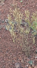 Phacelia serrata