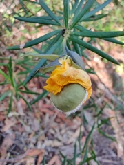 Gompholobium latifolium