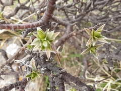 Pimelea aridula