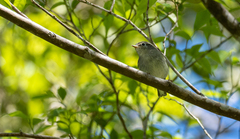 Phylloscopus nigrorum