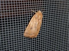 Noctua interjecta