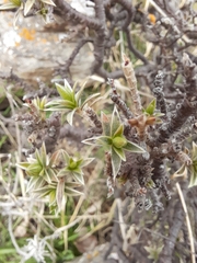 Pimelea aridula