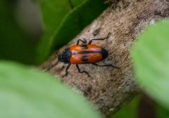 Erotylidae