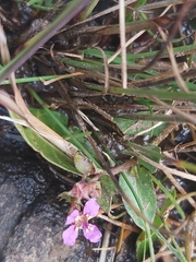 Angiospermae