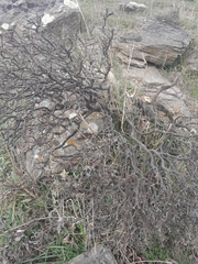 Pimelea aridula