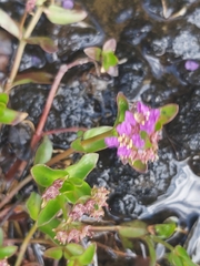 Angiospermae