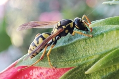 Polistes mongolicus