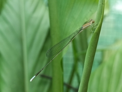 Aciagrion pallidum