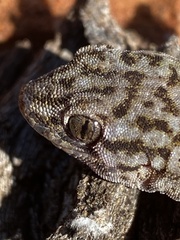 Gehyra versicolor