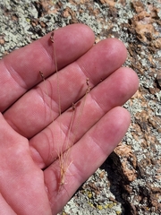 Bulbostylis capillaris