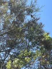 Acanthiza pusilla