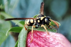 Polistes mongolicus
