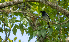 Malindangia mcgregori