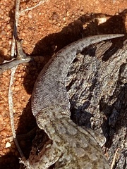 Gehyra versicolor