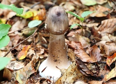 Macrolepiota procera