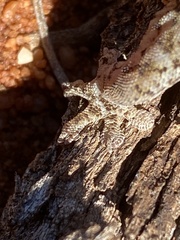 Gehyra versicolor