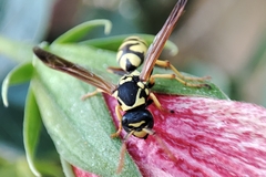 Polistes mongolicus