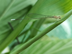 Aciagrion pallidum
