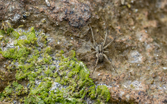 Lycosidae