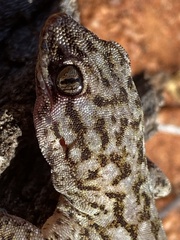 Gehyra versicolor