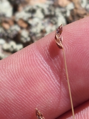 Bulbostylis capillaris