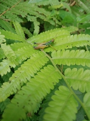 Caryanda spuria