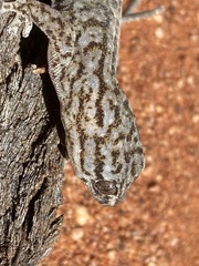 Gehyra versicolor