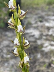 Prasophyllum