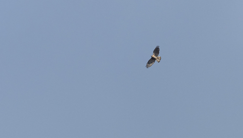Philippine Honey Buzzard (Pernis steerei), photo 5