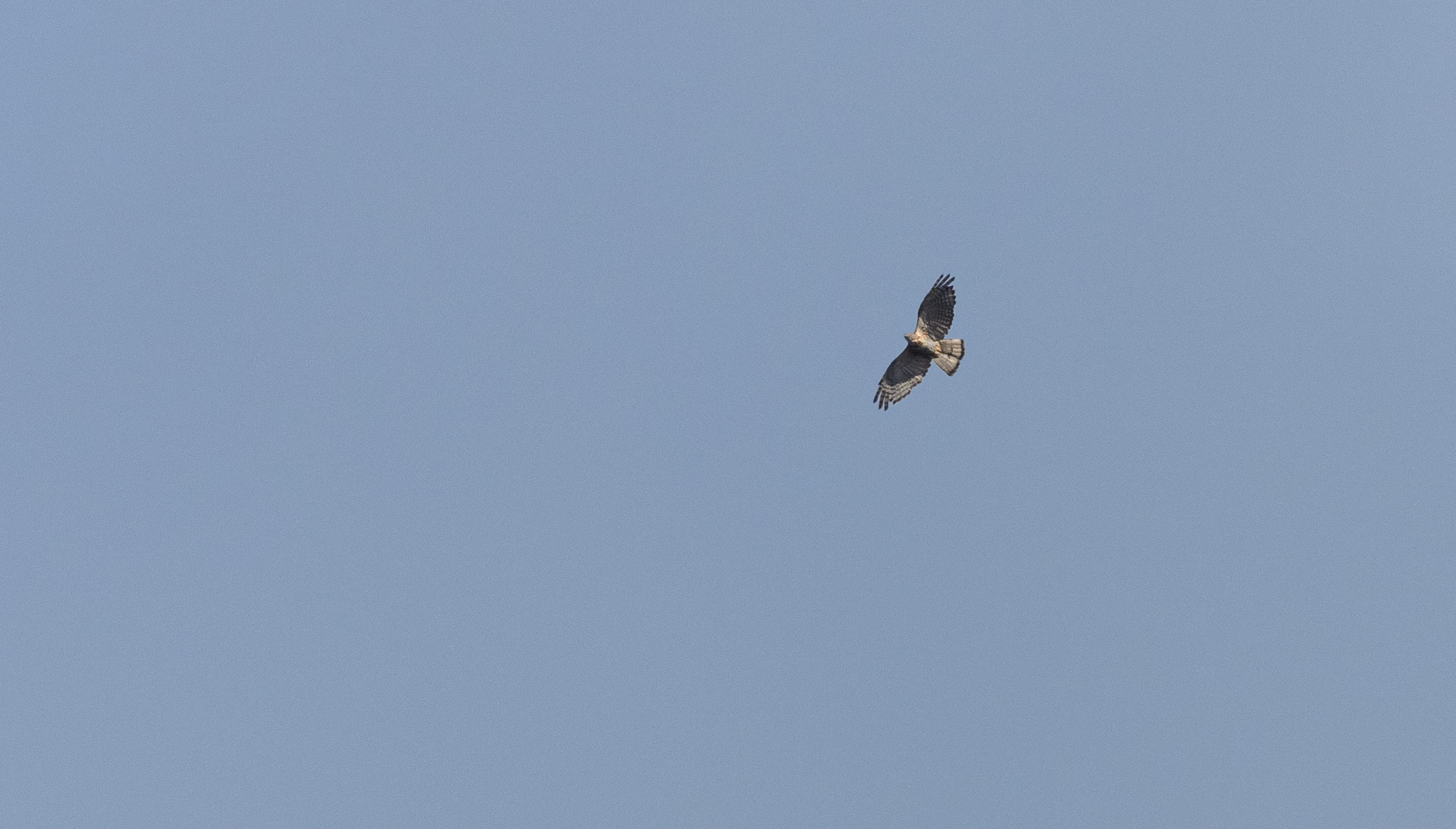 Philippine Honey Buzzard (Pernis steerei), photo 6