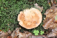Russula ochroleuca