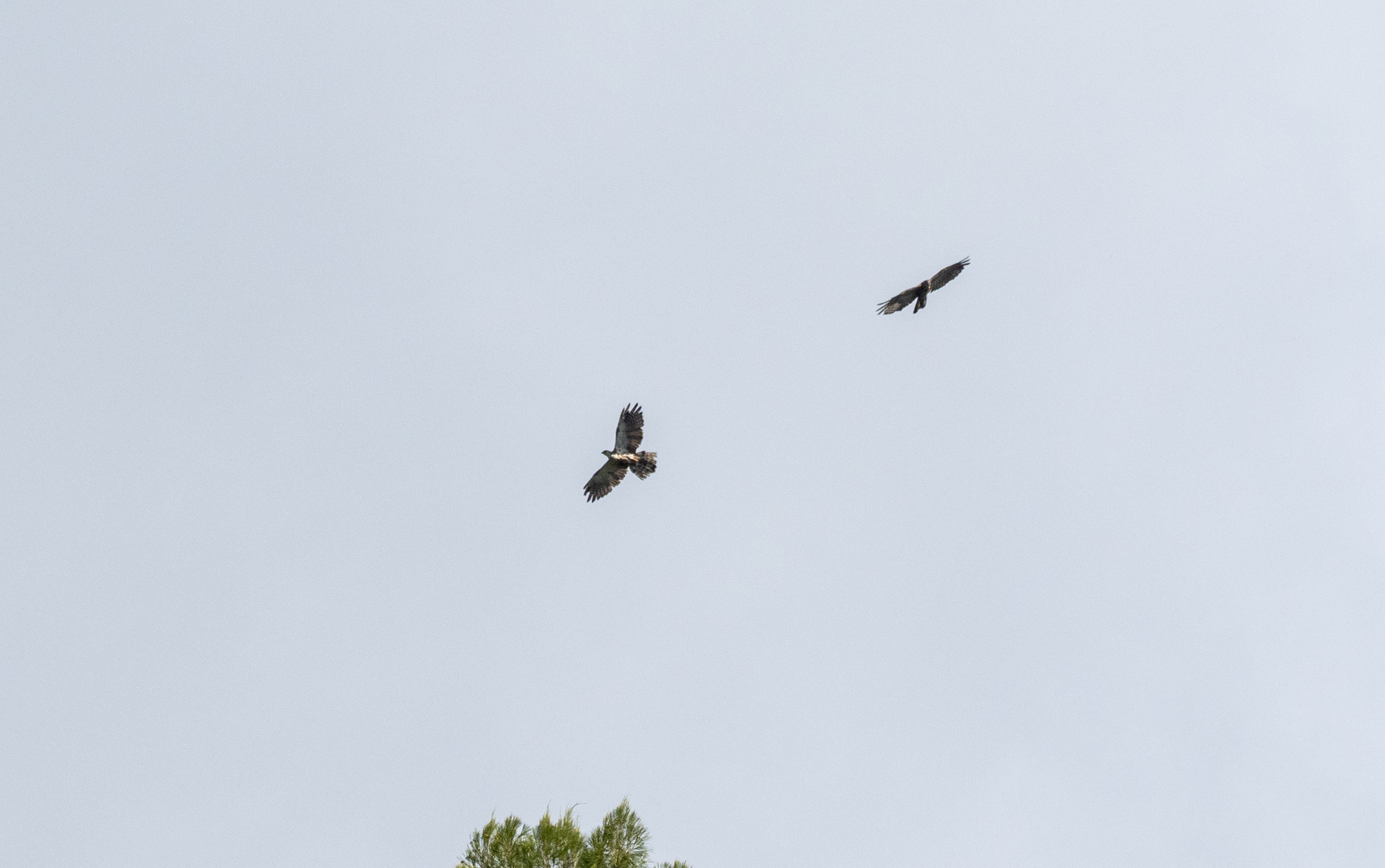 Philippine Honey Buzzard (Pernis steerei), photo 7