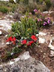 Pelargonium fulgidum