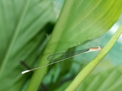Aciagrion pallidum