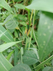 Caryanda spuria