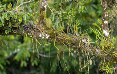 Dendrobium crumenatum